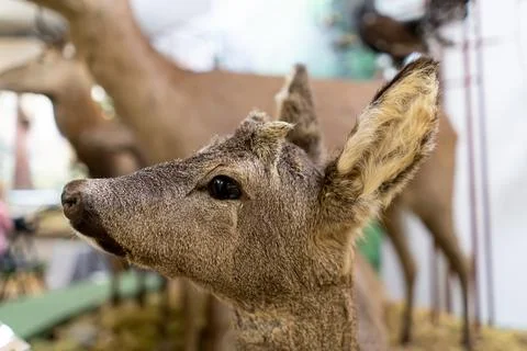 Roe deer head close-up. Stock Photos