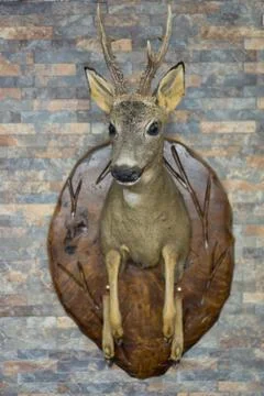 Roe deer head Stock Photos
