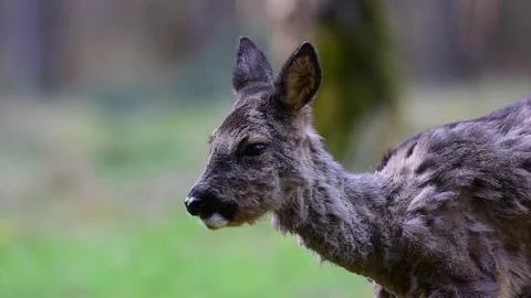 Roe deer, head portrait Stock Footage 77334323