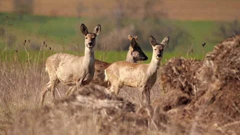 Roe Deer Herd Close-Up – 4K Dry Steppe with Heat Haze 動画素材 320170531