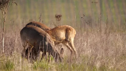 Roe Deer Herd Grazing – 4K Dry Steppe Close-Up Stock-Footage 320170552