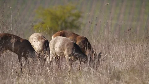 Roe Deer Herd Grazing in Dry Grassland – 4K Close-Up 動画素材 320175806