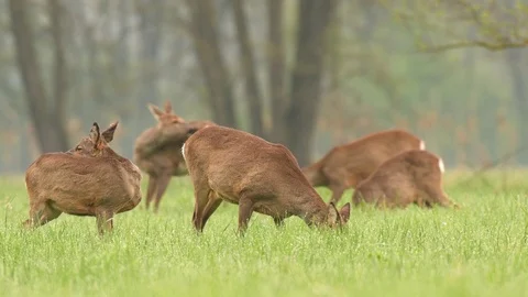 Roe deer herd grazing in a field Stock Footage 89217867