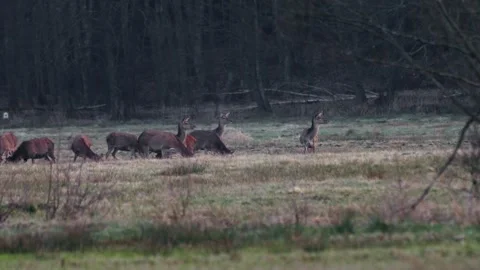 Roe deer herd moving calmly across a brown forest glade, sun rays highlight.. Stock Footage 306948022