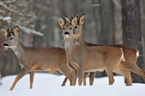 Roe deer herd Stock Photos
