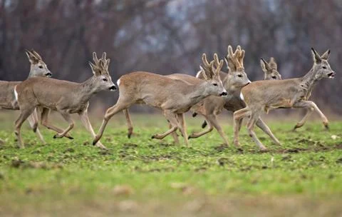 Roe deer herd Stock Photos