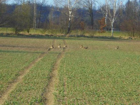 Roe deer herd resting on a sprouting farmland field in daylight Stock Photos