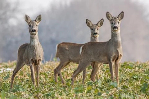 Roe deer herd in spring Stock Photos