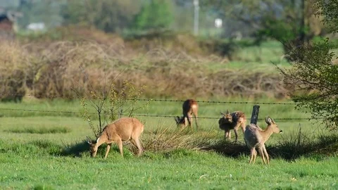 Roe deer herd  stand in the meadow, spring Video stock 79611004