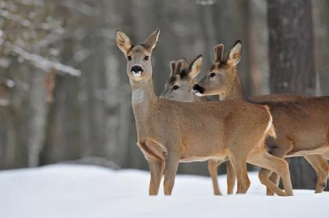 Roe deer herd in winter Stock Photos