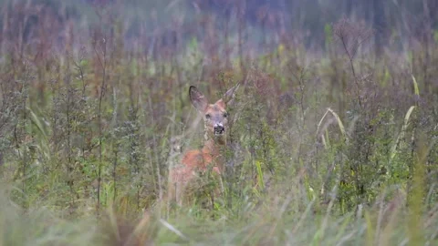 Roe deer hidden in the rushes, close, 4K slomo 스톡 동영상 169784956