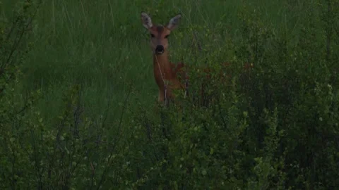 The roe deer hides in the grass and screams (Capreolus capreolus) Stock Footage 260959401