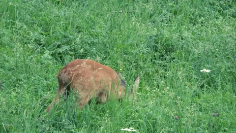 Roe deer in high grass Stock Footage 276162074