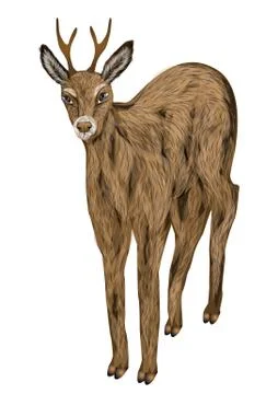 Roe deer Stock Illustration