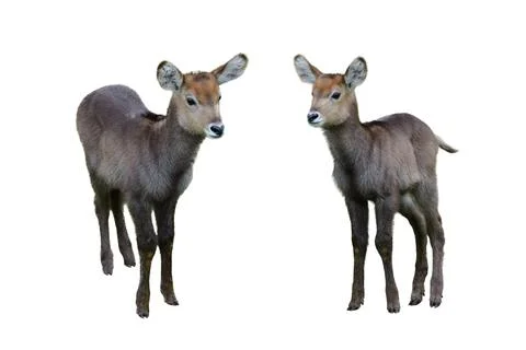 Roe deer isolated on white background Stock Photos