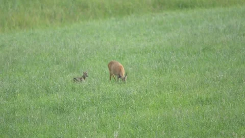Roe deer with its young in the meadow Stock Footage 277984293