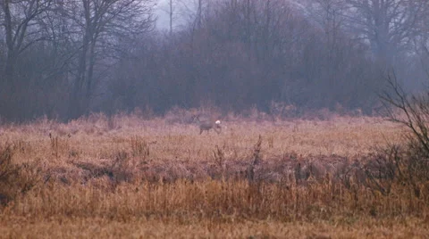 Roe deer in jungle Stock Footage 58621763