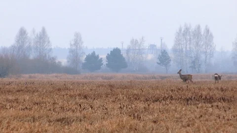 Roe deer in jungle Stock Footage 121533941