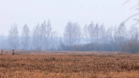 Roe deer in jungle Stock Footage 121535097