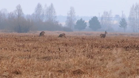 Roe deer in jungle Stock Footage 121535305