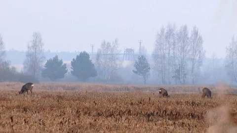 Roe deer in jungle Stock Footage 121535574