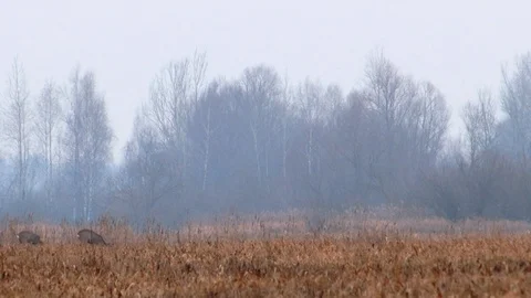 Roe deer in jungle Stock Footage 121579427
