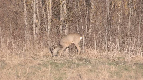 Roe deer in jungle Stock Footage 128287352