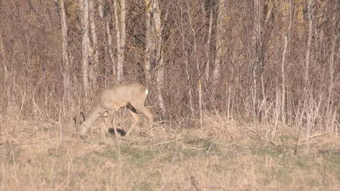 Roe deer in jungle Stock Footage 128287526