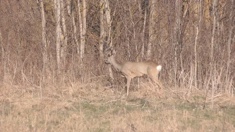 Roe deer in jungle Stock Footage 128288631
