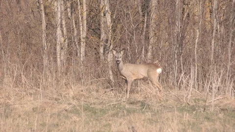 Roe deer in jungle Stock Footage 128288892