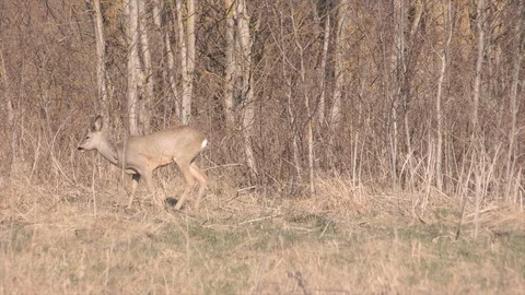 Roe deer in jungle Stock Footage 128296411