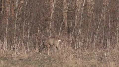Roe deer in jungle Stock Footage 128352061