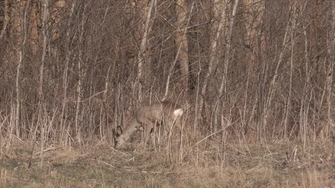 Roe deer in jungle Stock Footage 128360320