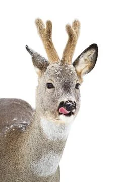 Roe deer licking in winter isolated on white background. Stock Photos