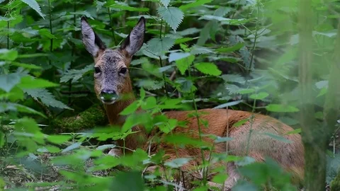 Roe deer lie in the forest, summer Stock Footage 81158579