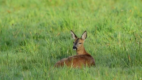 Roe deer lie in the meadow, spring Stock Footage 80808532