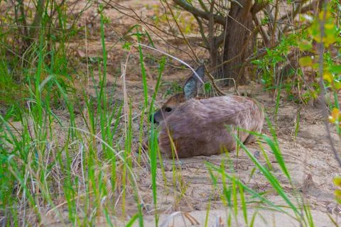 Roe deer lies in the grass in the middle of the forest Stock Photos