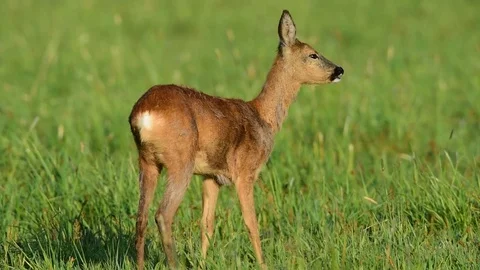 Roe deer look curiuos in the camera, spring Stock Footage 80820229