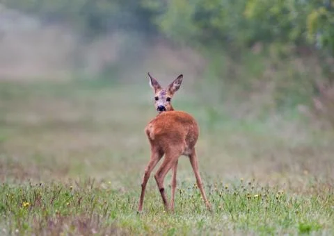 Roe deer looking back Stock Photos