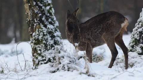 Roe deer is looking back, winter Stock Footage 77333252
