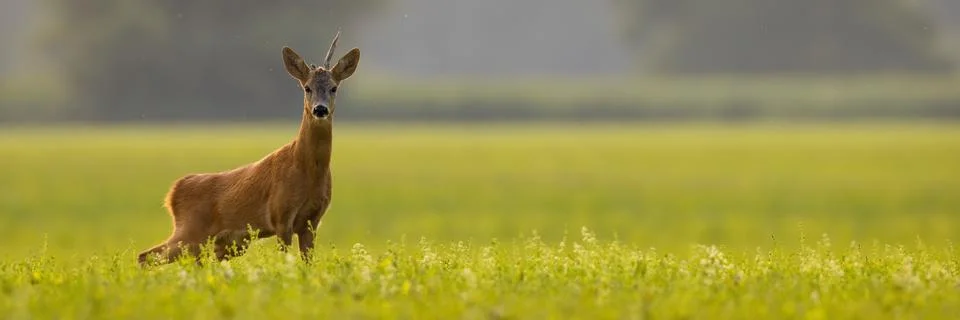 Roe deer looking to the camera on field in panoramic shot Stock Photos