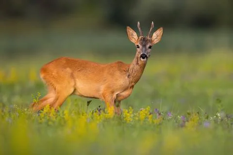 Roe deer looking to the camera on field in summer nature Stock Photos