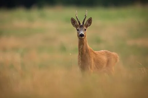 Roe deer looking to the camera on field in autumn nature Stock Photos