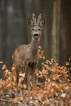 Roe deer looking to the camera in forest in vertical shot. Stock Photos