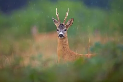 Roe deer looking to the camera furing summer raining Stock Photos