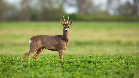 Roe deer looking to the camera on grass in spring nature Stock Photos