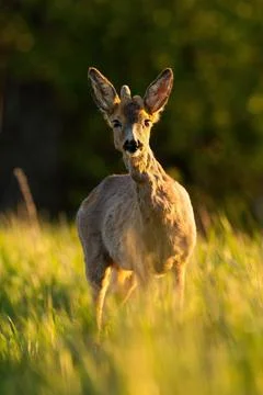 Roe deer looking to the camera on grass in suumer light 写真素材