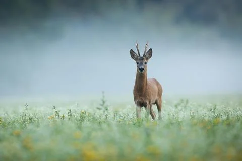 Roe deer looking to the camera on grass in morning mist Stock Photos