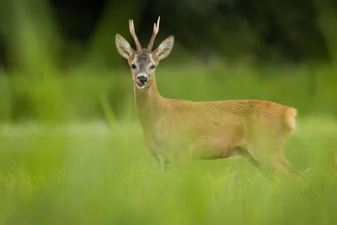 Roe deer looking to the camera on grassland in summer Stock Photos