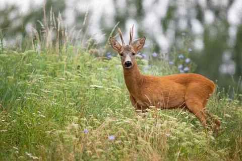 Roe deer looking to the camera in long grass from side Stock Photos
